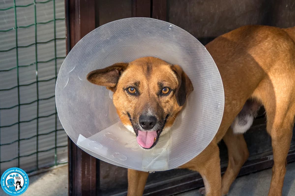 MARIO, male 5yo Mixed Breed for adoption at Rifugio APA Chioggia