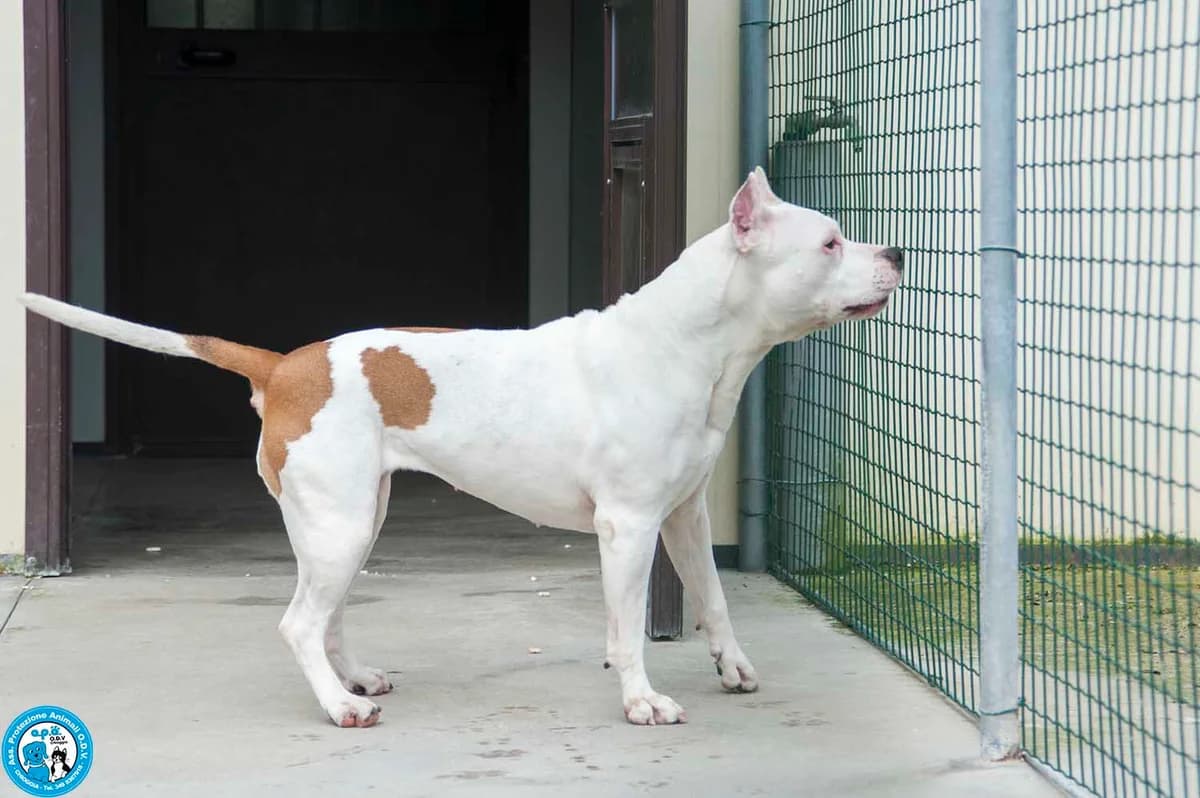 MAYA, female senior Mixed Breed for adoption at Rifugio APA Chioggia