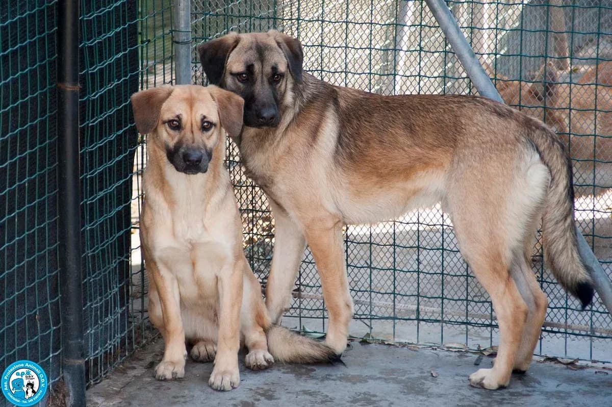 PLINIO, male 3yo Mixed Breed for adoption at Rifugio APA Chioggia