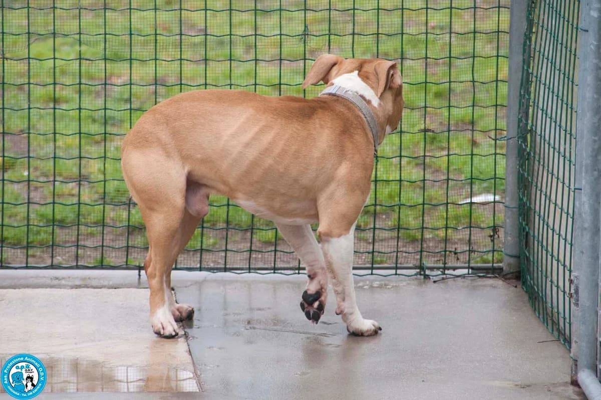 TUONO, male young Mixed Breed for adoption at Rifugio APA Chioggia