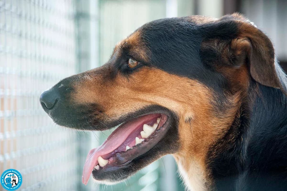 ZOE, female 5yo Mixed Breed for adoption at Rifugio APA Chioggia