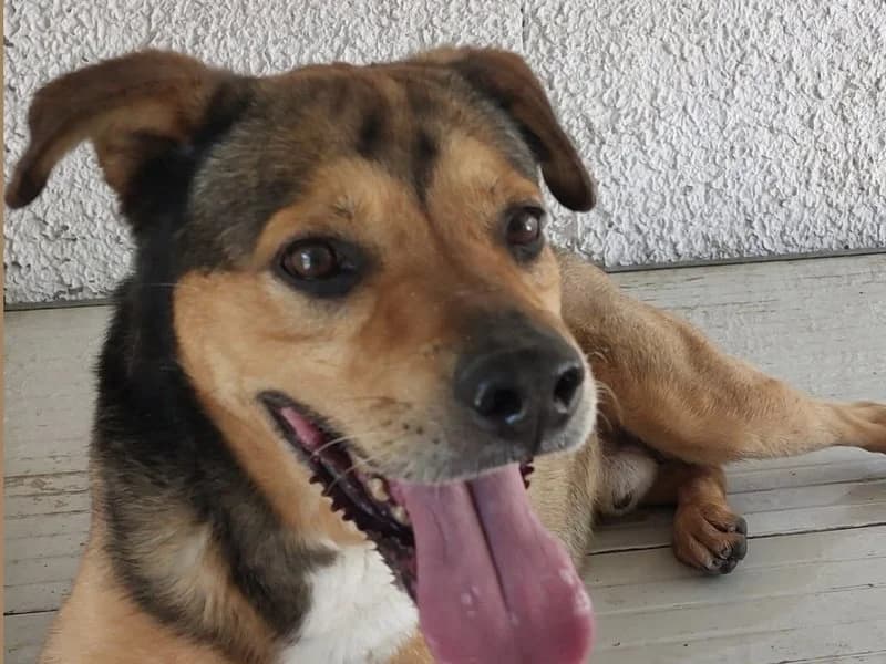 Arturo, male Mixed Breed for adoption at Rifugio Castelnovo di Sotto