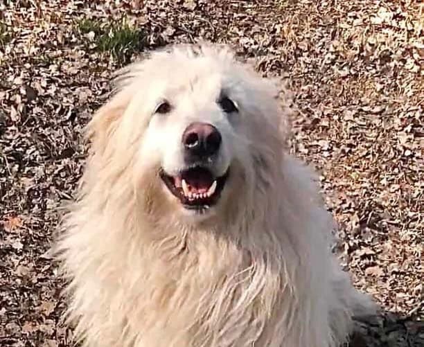 Gino, male 5yo Mixed Breed for adoption at Rifugio Castelnovo di Sotto