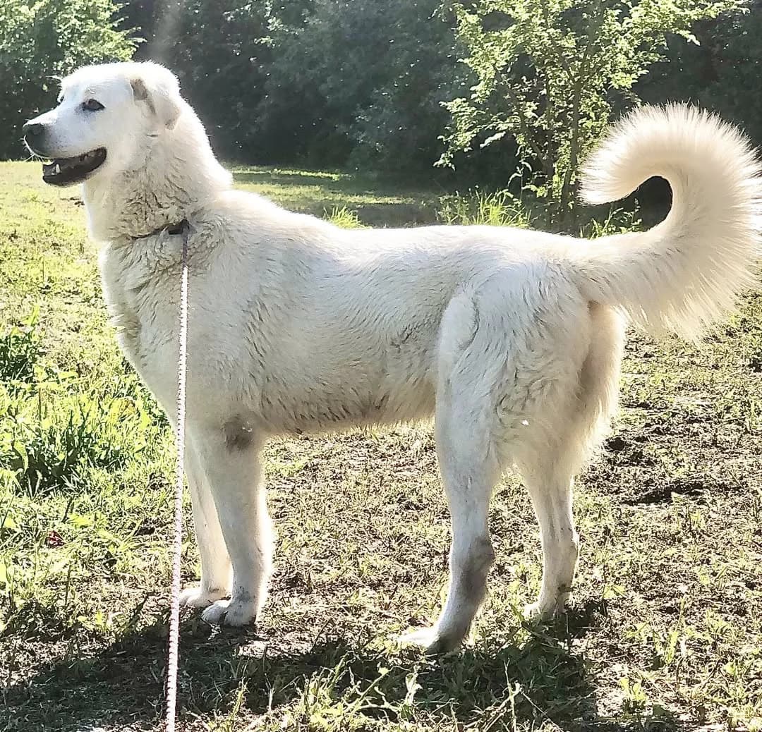Liuba, female Mixed Breed for adoption at Rifugio Castelnovo di Sotto