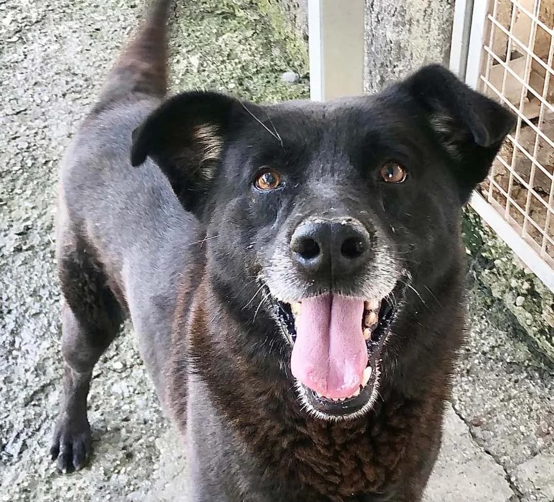 Rino, male senior Mixed Breed for adoption at Rifugio Castelnovo di Sotto