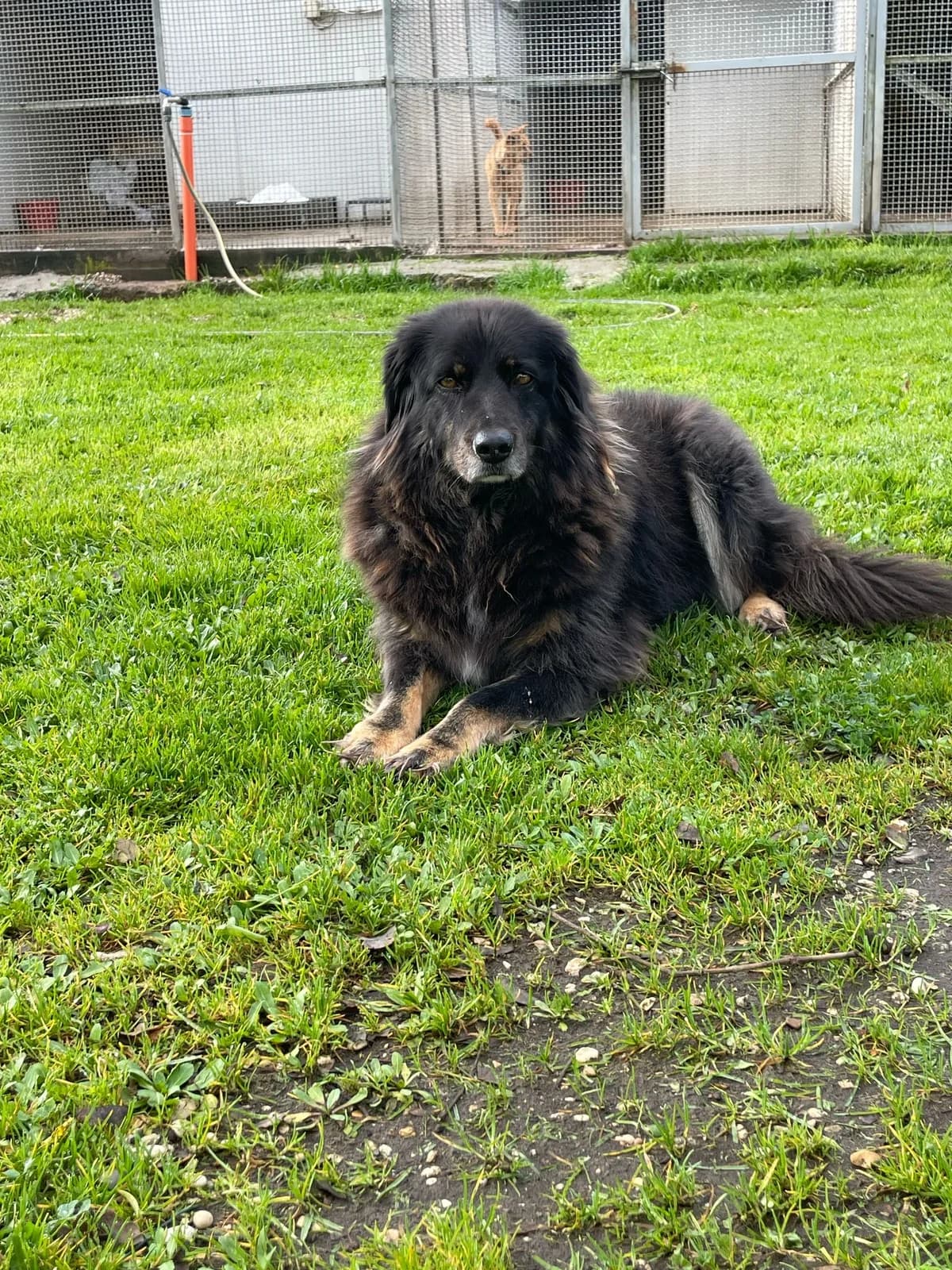 Amy, female senior Mixed Breed for adoption at Rifugio Code Felici, Roma