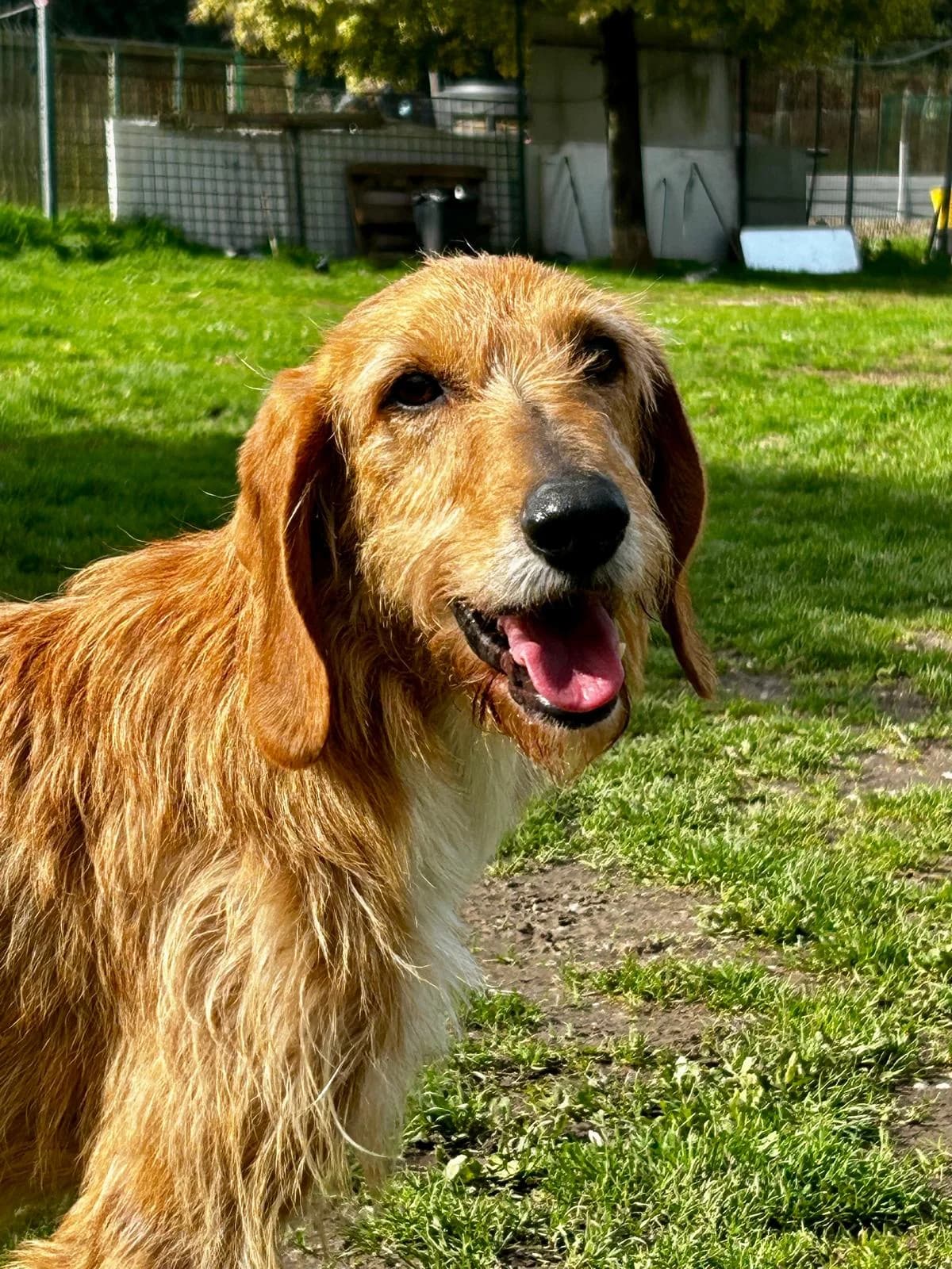 Aurelio, male 3yo Mixed Breed for adoption at Rifugio Code Felici, Roma
