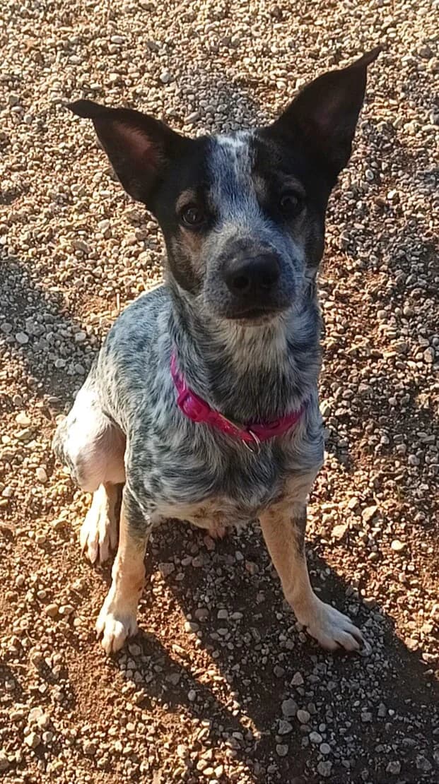 Chico Chico, male 6yo Mixed Breed for adoption at Rifugio Code Felici, Roma