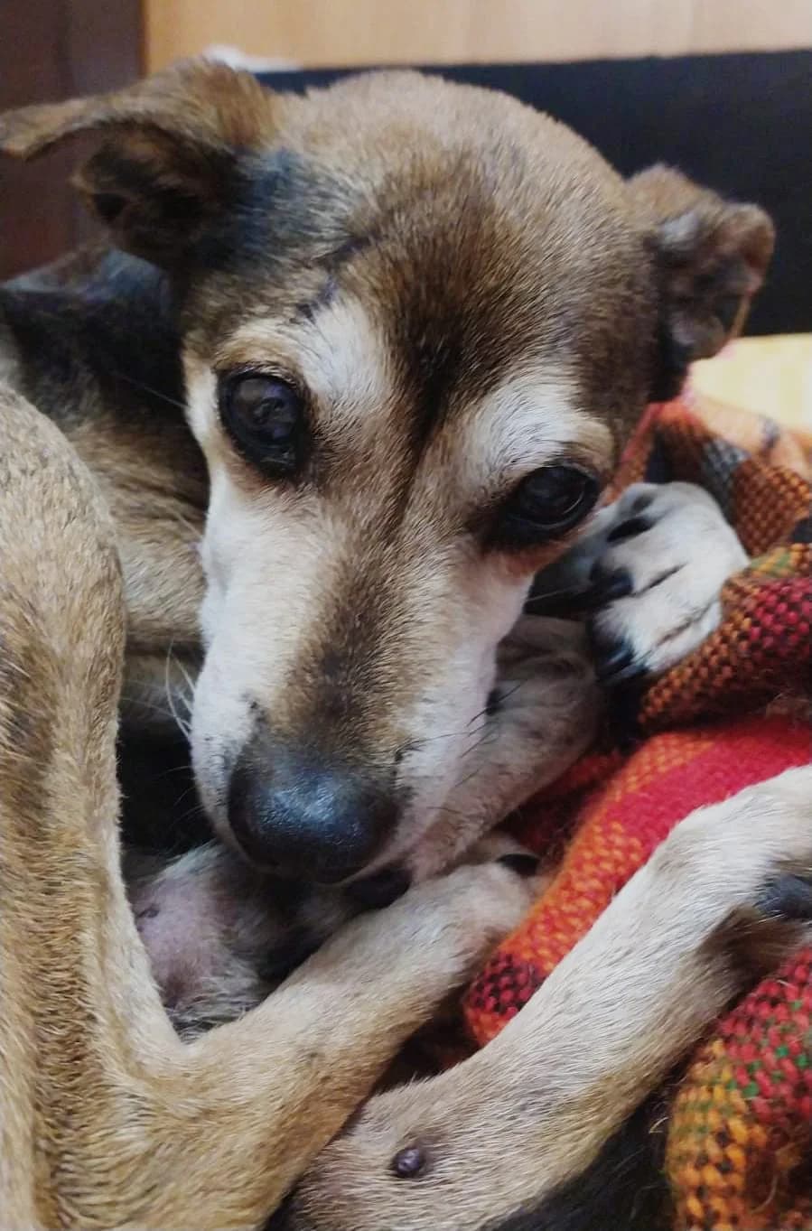 Chico Senior, male senior Mixed Breed for adoption at Rifugio Code Felici, Roma