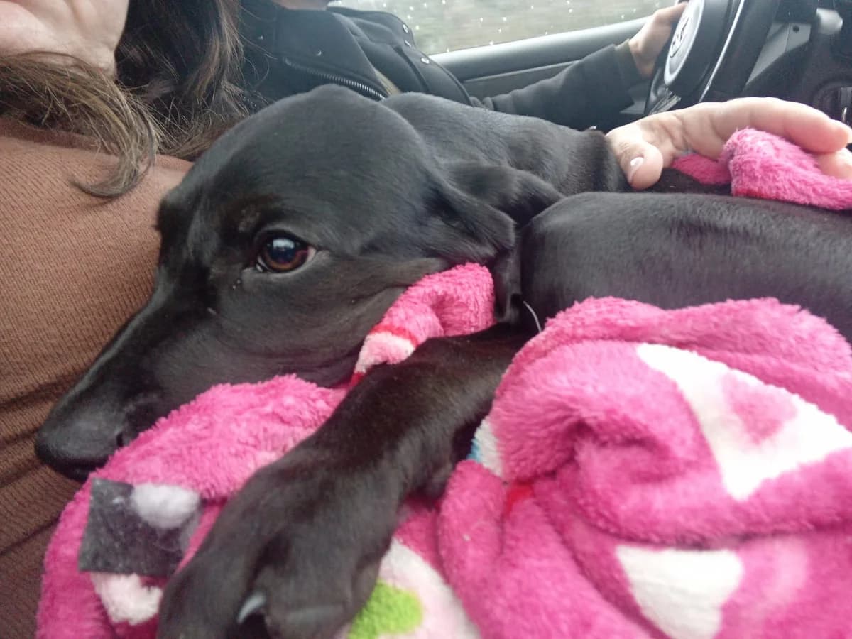 Dean, male puppy Mixed Breed for adoption at Rifugio Code Felici, Roma