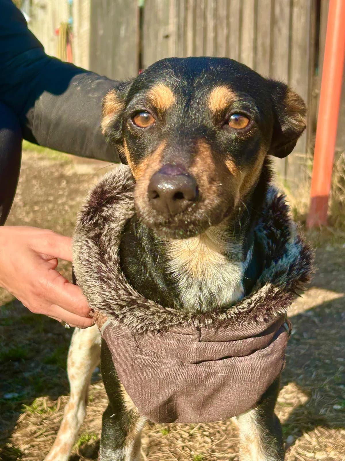 Ginevra, female young Mixed Breed for adoption at Rifugio Code Felici, Roma