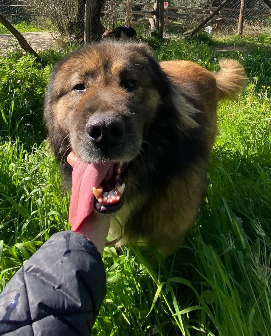 Golia, male Mixed Breed for adoption at Rifugio Code Felici, Roma