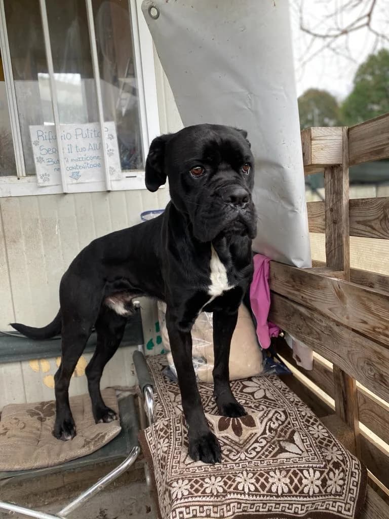 Hero, male 7yo Mixed Breed for adoption at Rifugio Code Felici, Roma