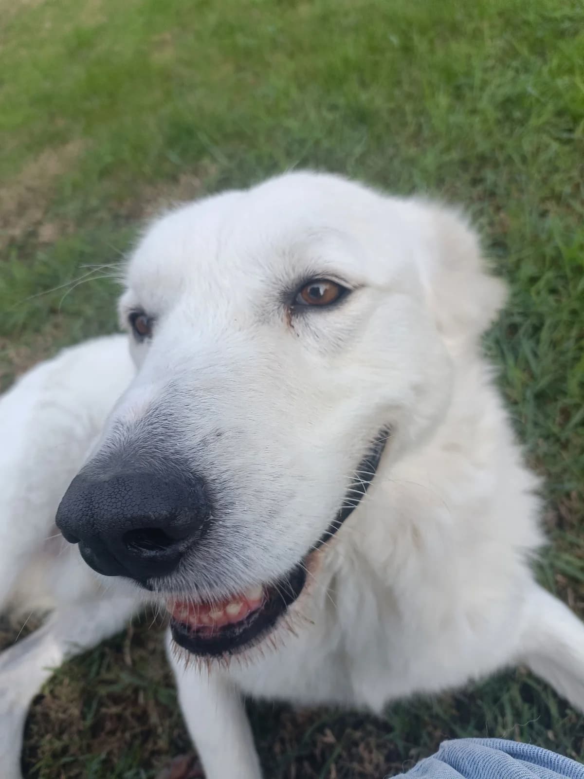 Junior, male young Mixed Breed for adoption at Rifugio Code Felici, Roma