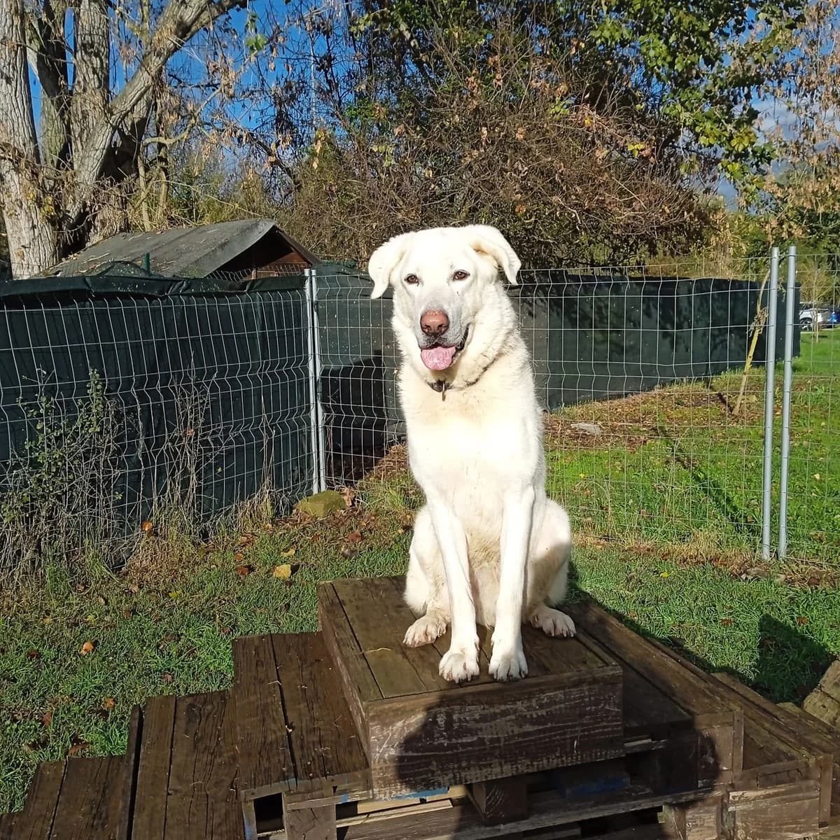 Nanouk, male senior Mixed Breed for adoption at Rifugio Code Felici, Roma