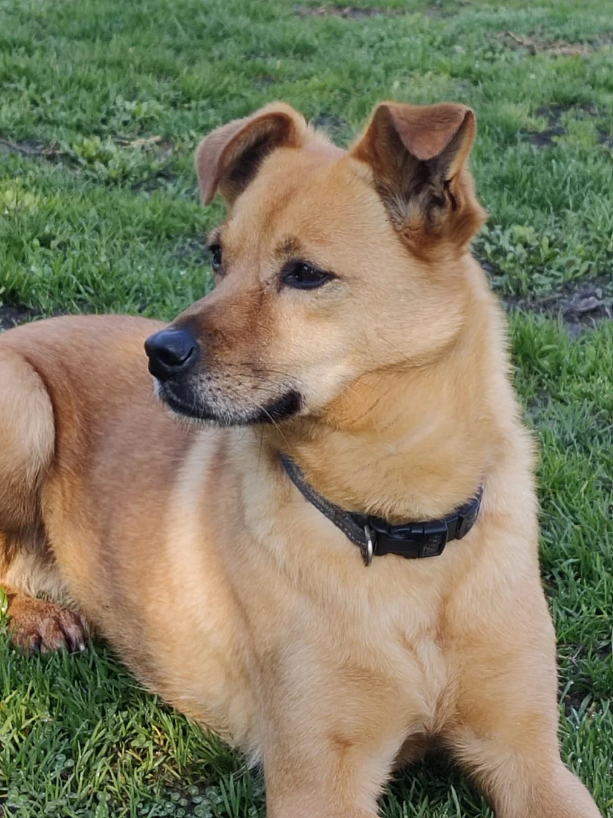 Olga, female puppy Mixed Breed for adoption at Rifugio Code Felici, Roma