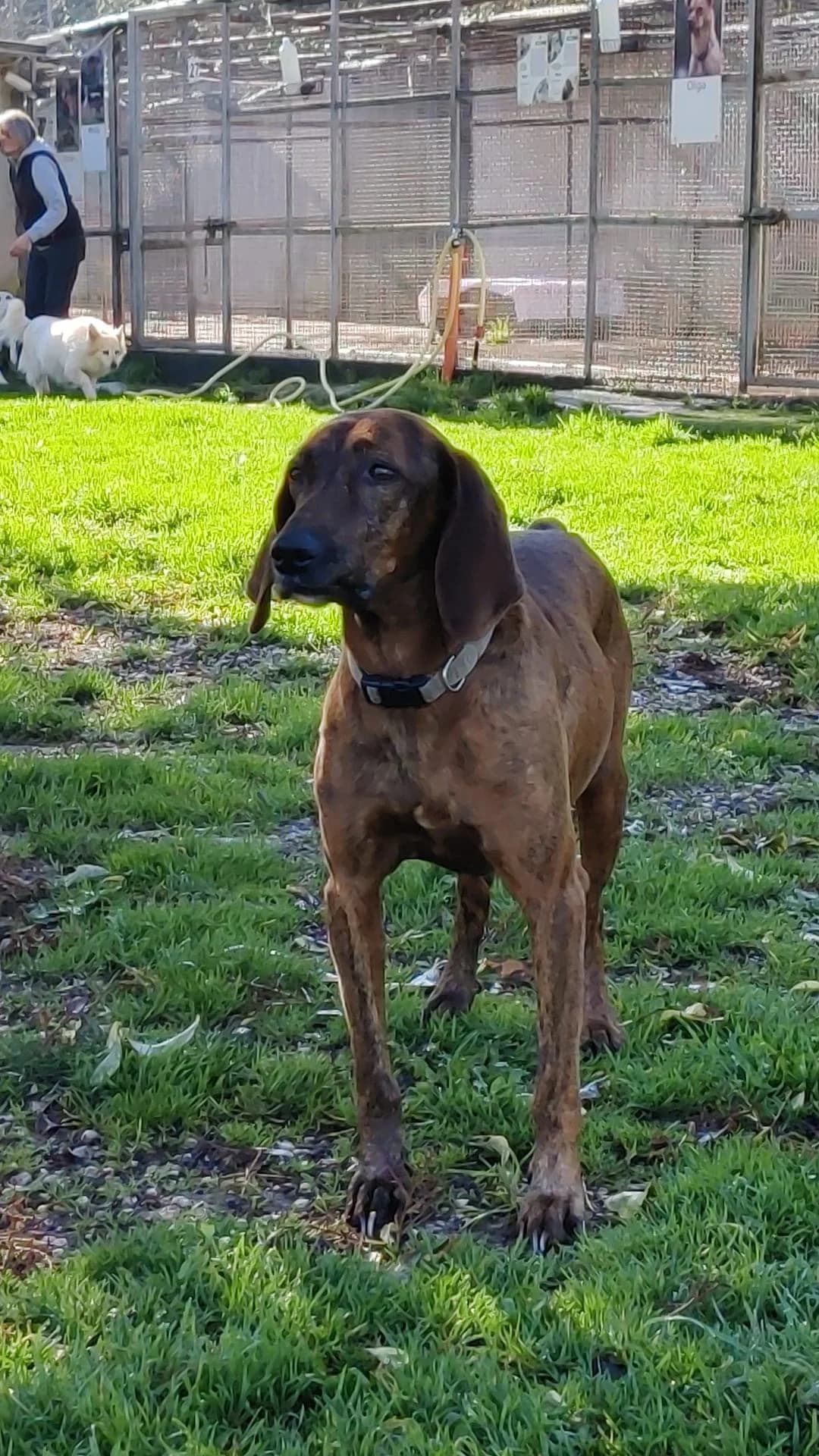 Omar, male senior Mixed Breed for adoption at Rifugio Code Felici, Roma