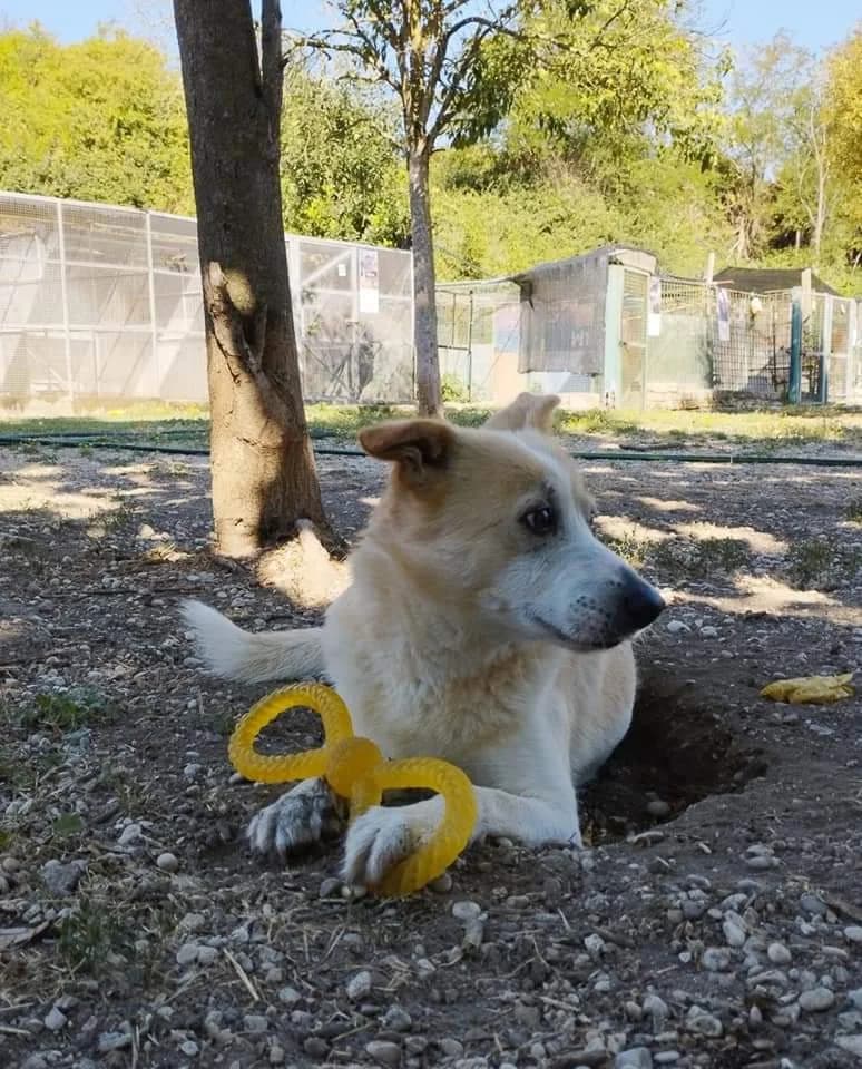 Rob yeah, male senior Mixed Breed for adoption at Rifugio Code Felici, Roma