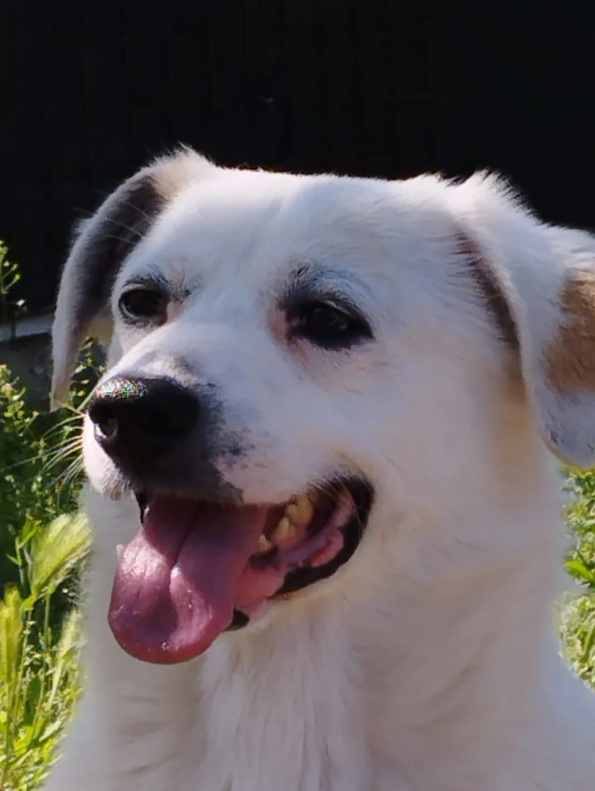 Snow, male senior Mixed Breed for adoption at Rifugio Code Felici, Roma