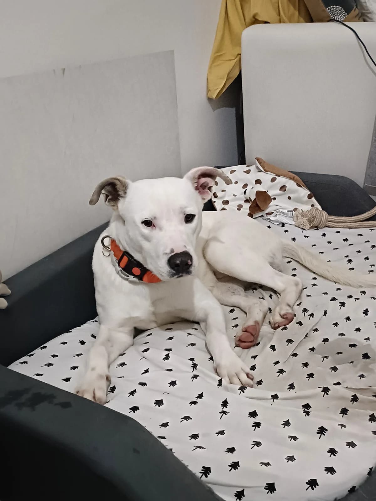 Sonny, male young Mixed Breed for adoption at Rifugio Code Felici, Roma