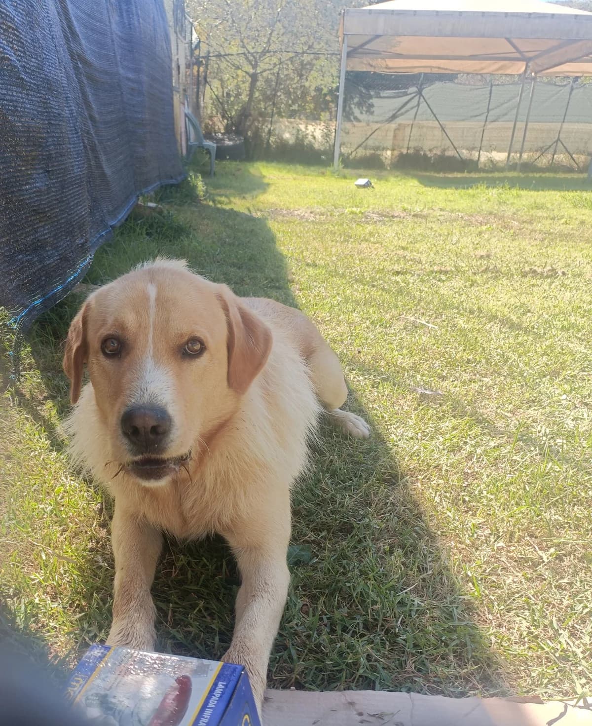 Teo, male 3yo Mixed Breed for adoption at Rifugio Code Felici, Roma