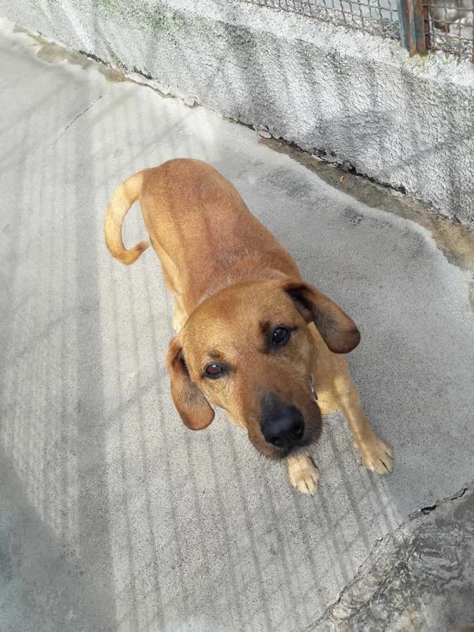 5xMILLE, mixed breed for adoption at Rifugio del Gazzo, Genova