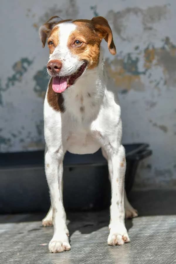 Adozione consapevole, mixed breed for adoption at Rifugio del Gazzo, Genova