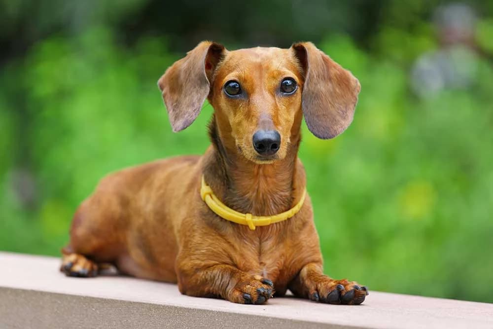 Come aiutarci, mixed breed for adoption at Rifugio del Gazzo, Genova