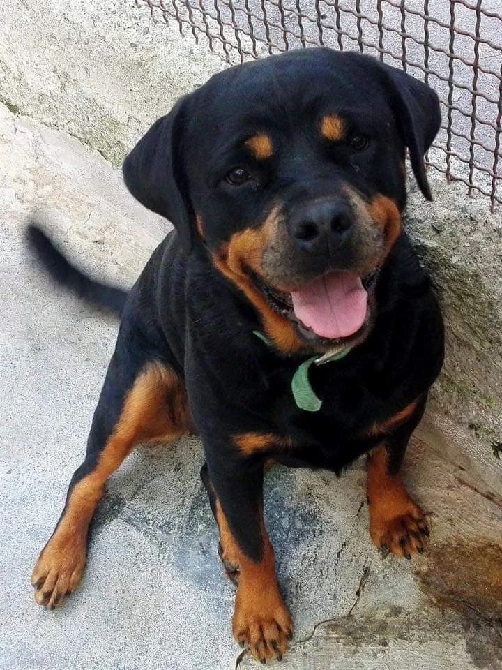 IRA, mixed breed for adoption at Rifugio del Gazzo, Genova