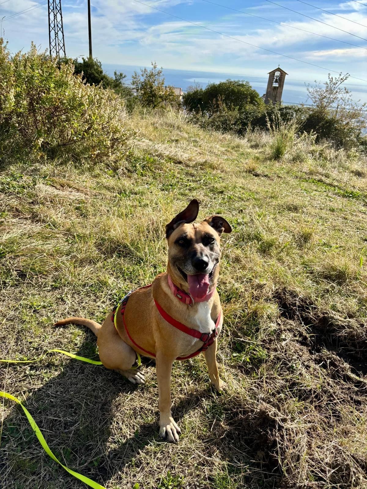 JOY, young mixed breed for adoption at Rifugio del Gazzo, Genova