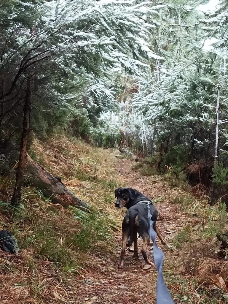 LAST, mixed breed for adoption at Rifugio del Gazzo, Genova