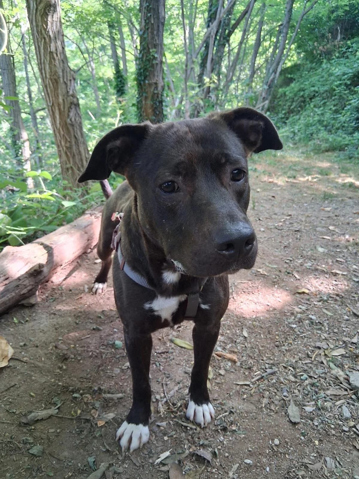 MIA, puppy mixed breed for adoption at Rifugio del Gazzo, Genova