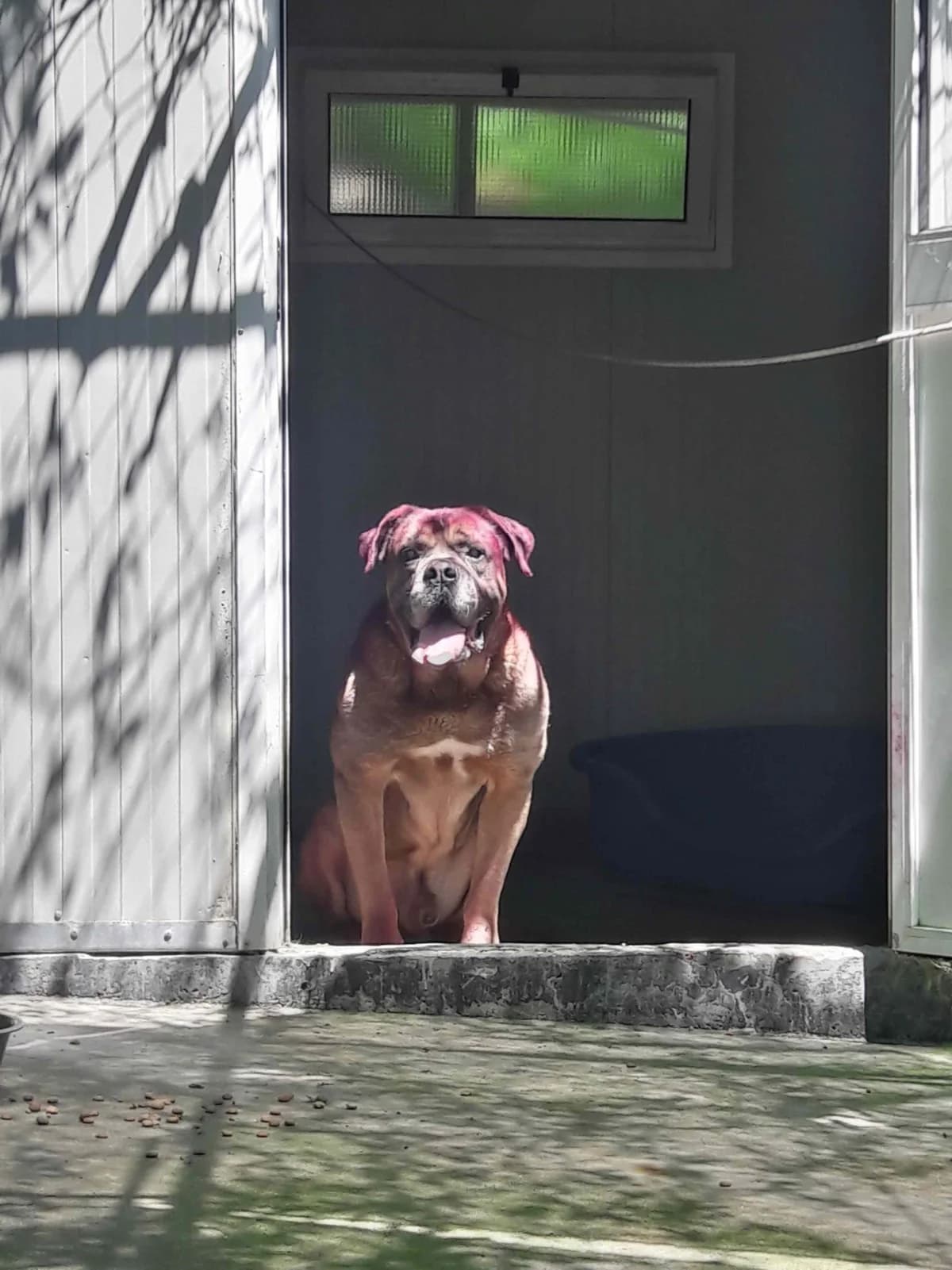 Organizzazione eventi, mixed breed for adoption at Rifugio del Gazzo, Genova