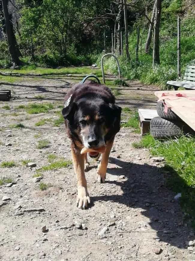Raccolta materiali, mixed breed for adoption at Rifugio del Gazzo, Genova