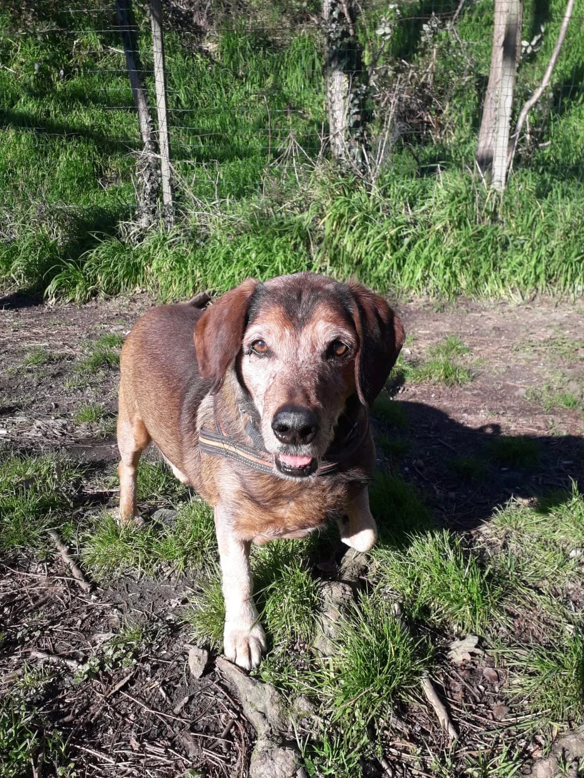 SINATRA – VOLATO SUL PONTE, mixed breed for adoption at Rifugio del Gazzo, Genova