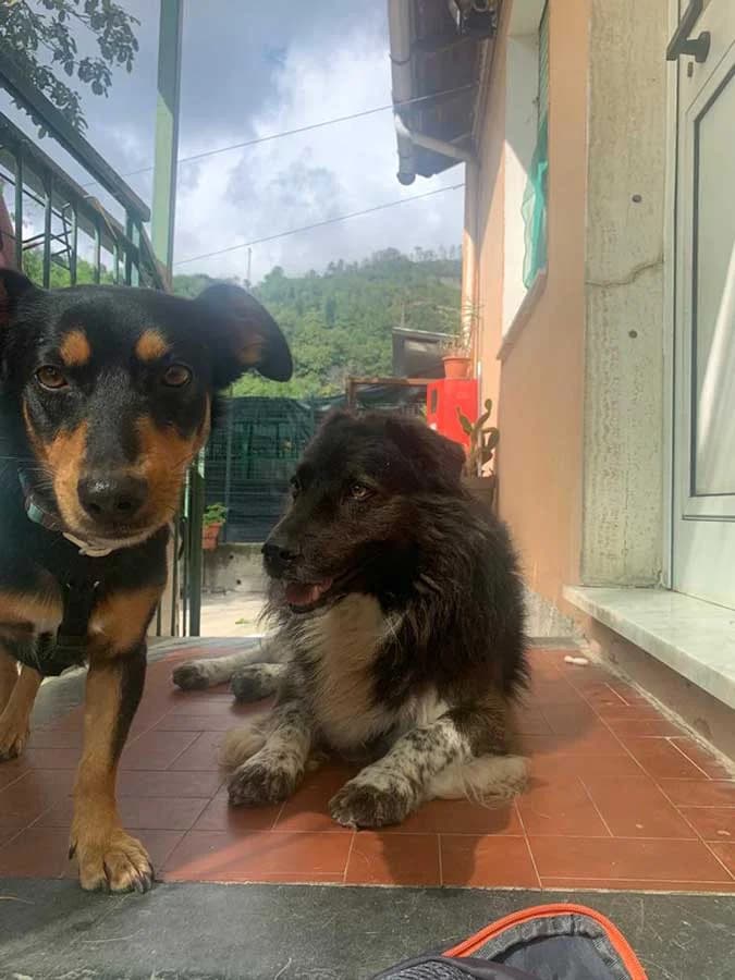 Una storia all’avanguardia, mixed breed for adoption at Rifugio del Gazzo, Genova