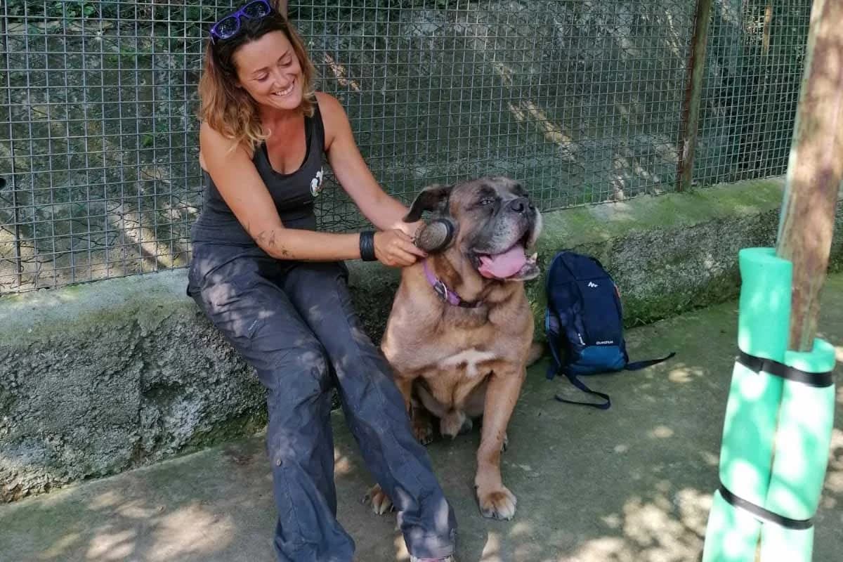 VIVALDI – volato sul ponte, mixed breed for adoption at Rifugio del Gazzo, Genova