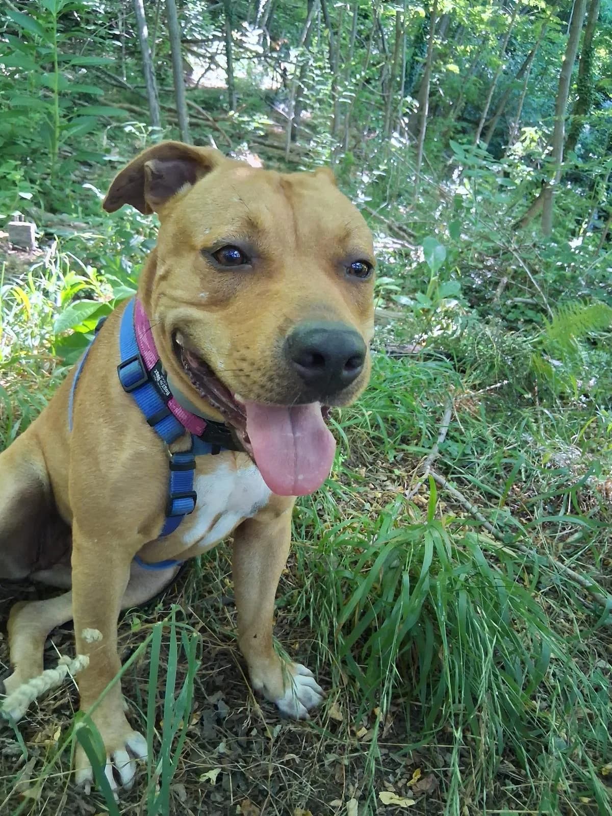 ZORA, mixed breed for adoption at Rifugio del Gazzo, Genova