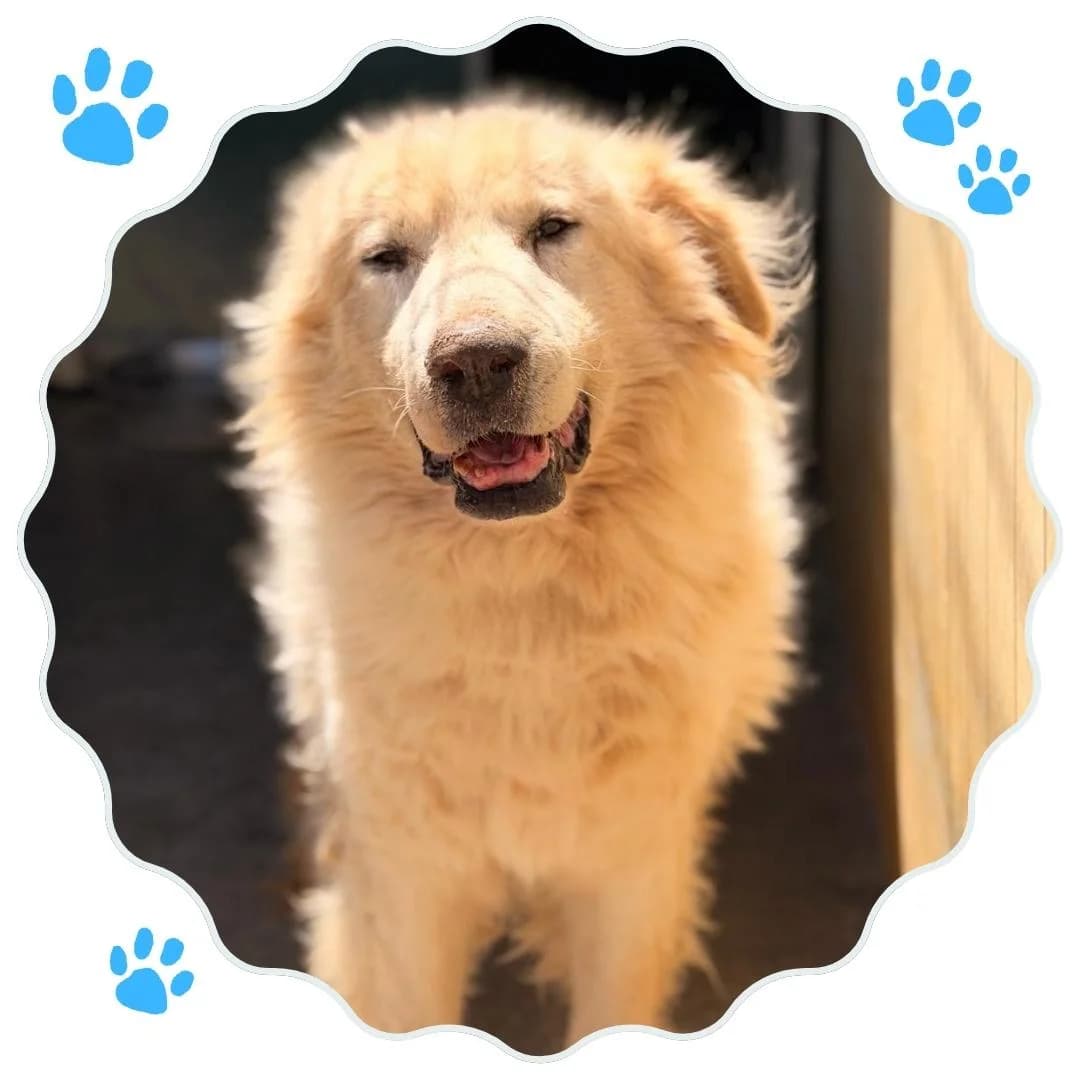 Abramo, senior Mixed Breed for adoption at Rifugio Hope Agrigento, Agrigento