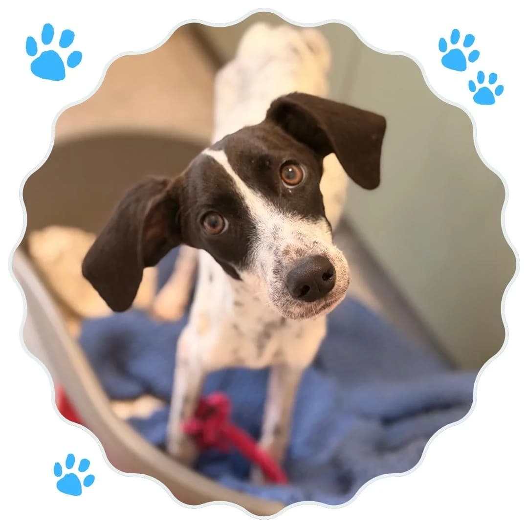 Molly, Mixed Breed for adoption at Rifugio Hope Agrigento, Agrigento