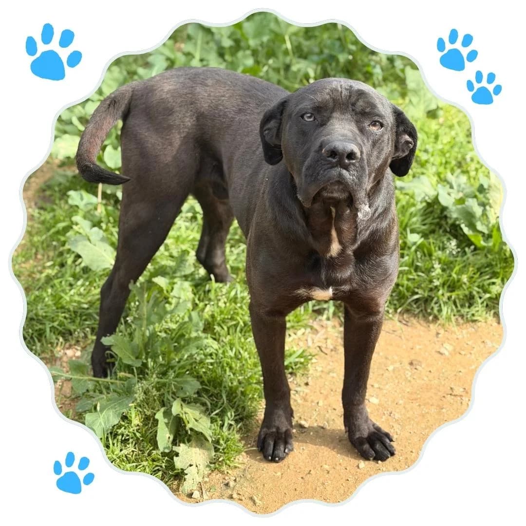 Dylan, 5yo Mixed Breed for adoption at Rifugio Hope Agrigento, Agrigento