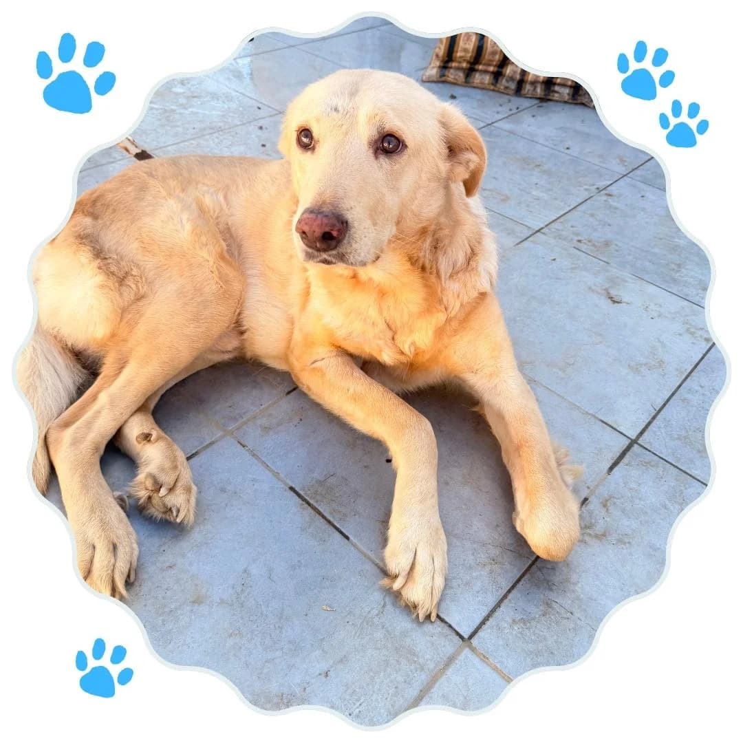 Lupin, 5yo Mixed Breed for adoption at Rifugio Hope Agrigento, Agrigento