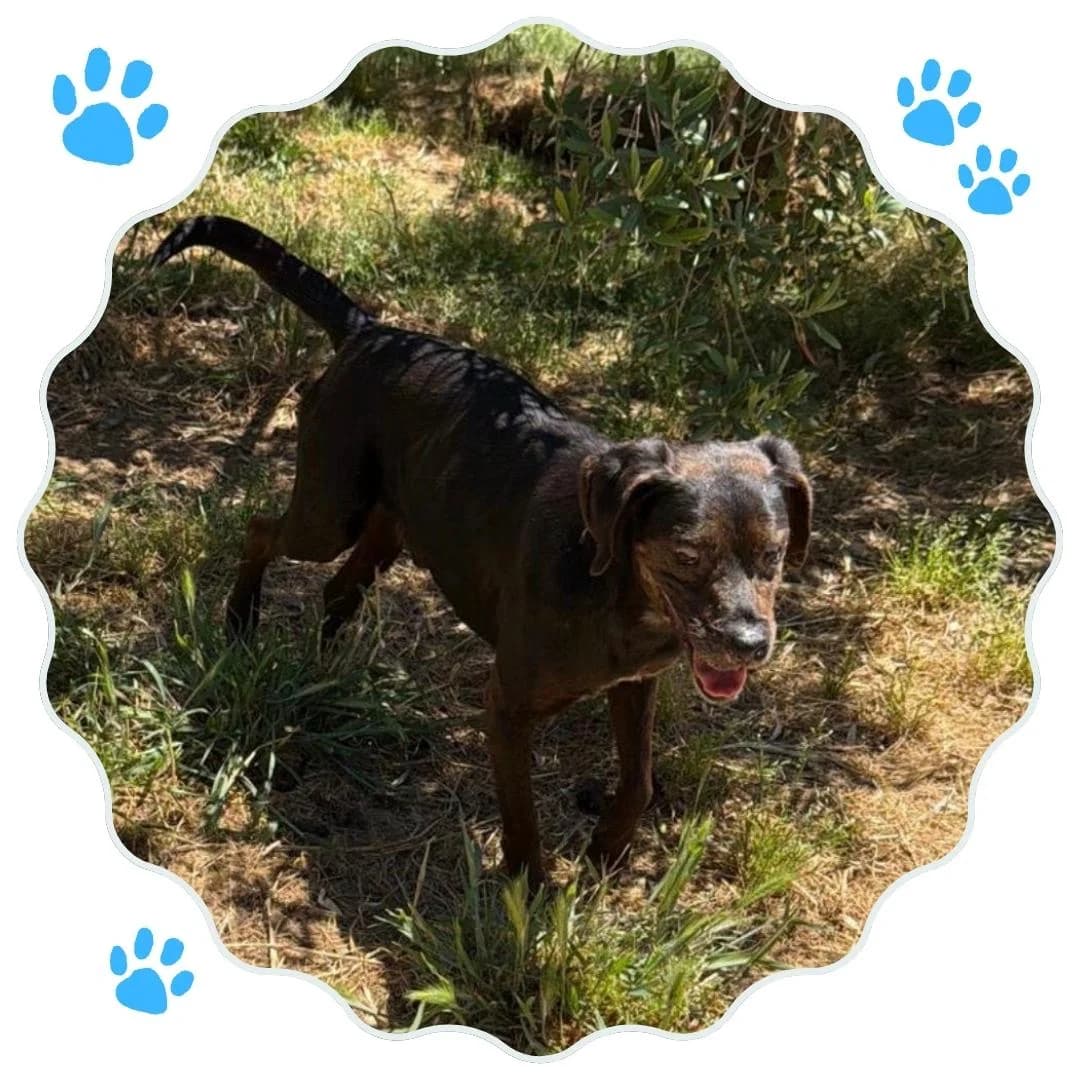 Ozzy, senior Mixed Breed for adoption at Rifugio Hope Agrigento, Agrigento