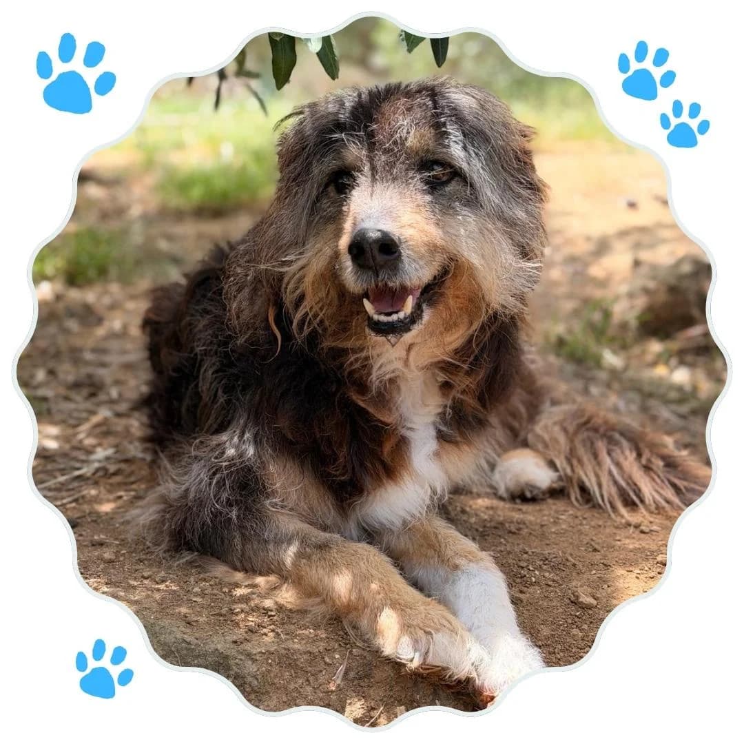 Spillo, senior Mixed Breed for adoption at Rifugio Hope Agrigento, Agrigento