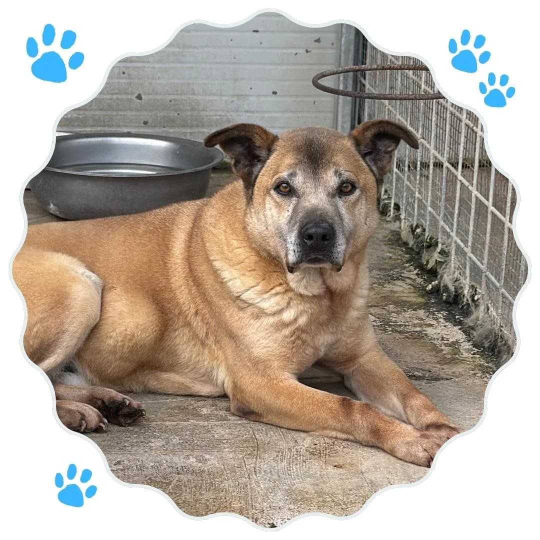 Toby, senior Mixed Breed for adoption at Rifugio Hope Agrigento, Agrigento