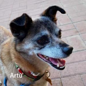 Adotta Artรน, male senior Mixed Breed for adoption at Rifugio il Bau (Bastardini)