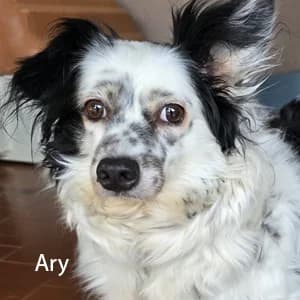 Adotta Ary, female Mixed Breed for adoption at Rifugio il Bau (Bastardini)