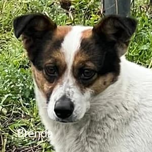 Adotta Brenda, female Mixed Breed for adoption at Rifugio il Bau (Bastardini)