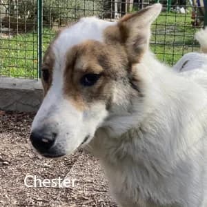Adotta Chester, male Mixed Breed for adoption at Rifugio il Bau (Bastardini)