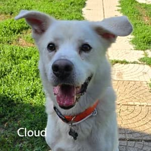 Adotta Cloud, male Mixed Breed for adoption at Rifugio il Bau (Bastardini)